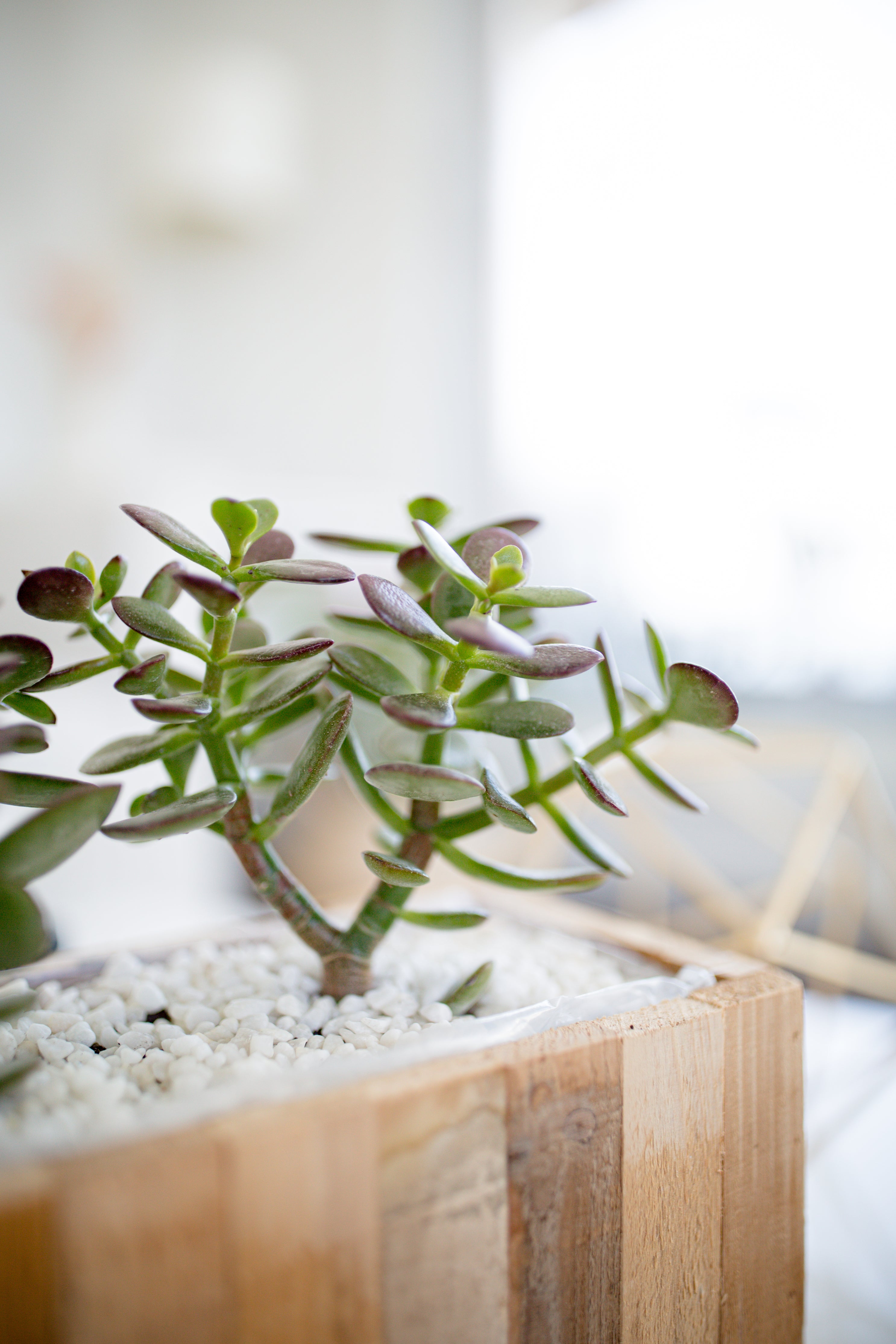 Planters & Pots